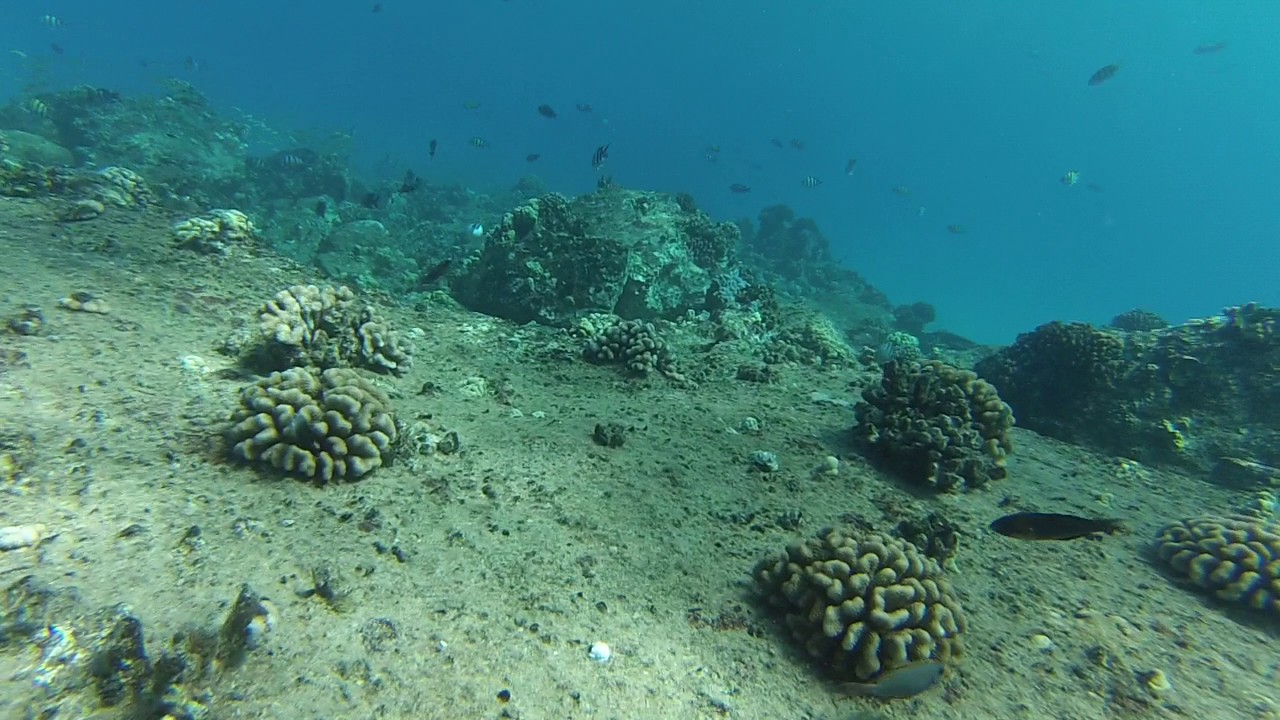 More Electric Beach Snorkeling YouTube