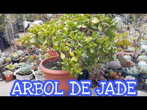 🌵🌳ÁRBOL de JADE🌿Sustrato, Riego, Iluminación y todo lo que debes saber sobre élla🌻