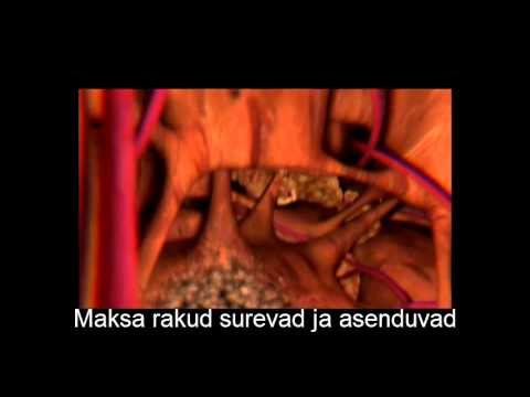 Video: Bioenergeetikaga Seotud Kaalutlused Maksa Taastavas Meditsiinis