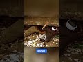 KDM memberi contoh langsung ke Sungai untuk ambil sampah #bapakaing #kdm