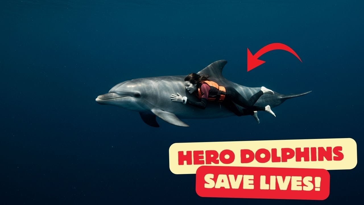 Dolphins That Saved Humans: True Stories of Heroic Dolphins 🐬❤️
