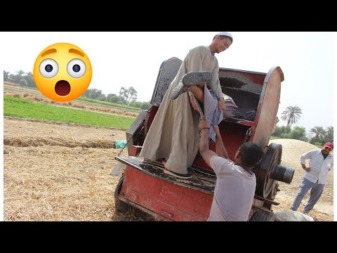 الحاج صديق وقع جوه دراسة القمح وهو شغال 