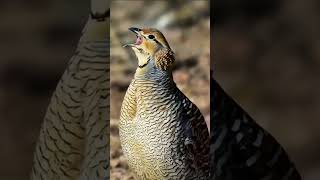 Bird Animal Sound Sweet and Relaxing | Beautiful Singing Birds in Nature | Amazing Animal #shorts