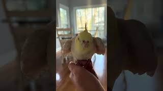 #cockatiel #singing #kookiekookie #trending #fyp