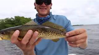 Port charlotte florida trout, dirtbag fishing