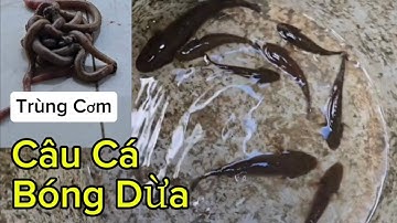 Câu cá bóng dừa..nước lơn dưới quê..😋😋