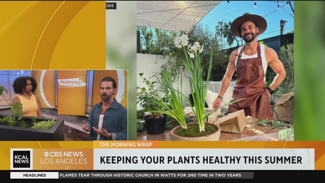 Morning Wrap: Keep your plants healthy this summer - YouTube