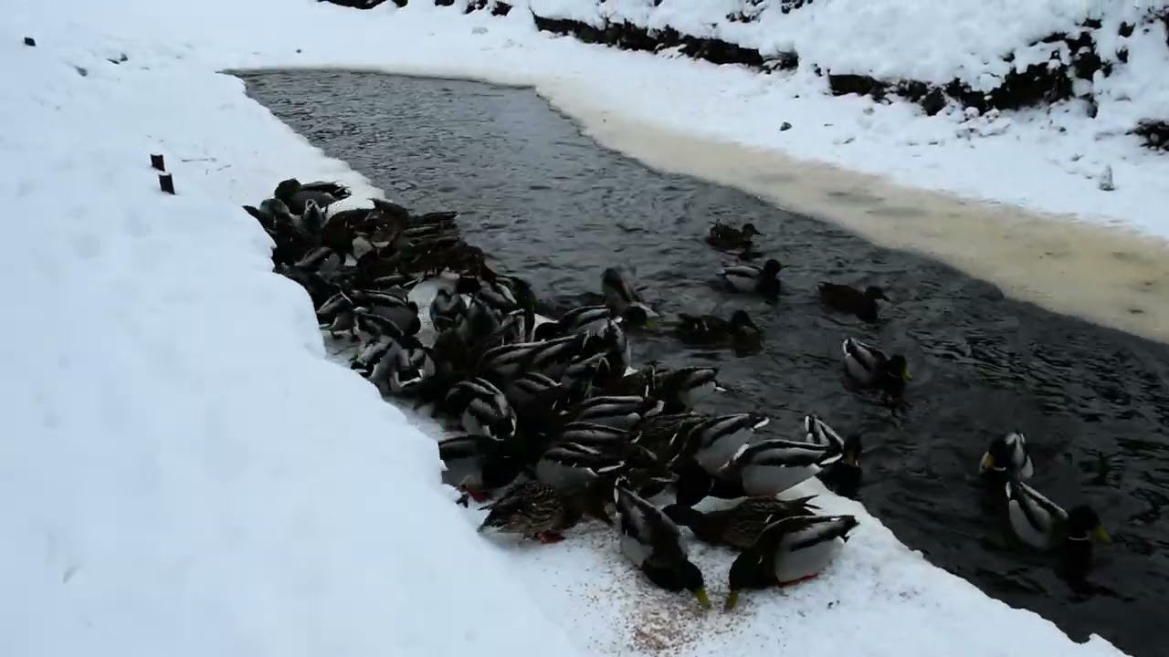 Наука выживать