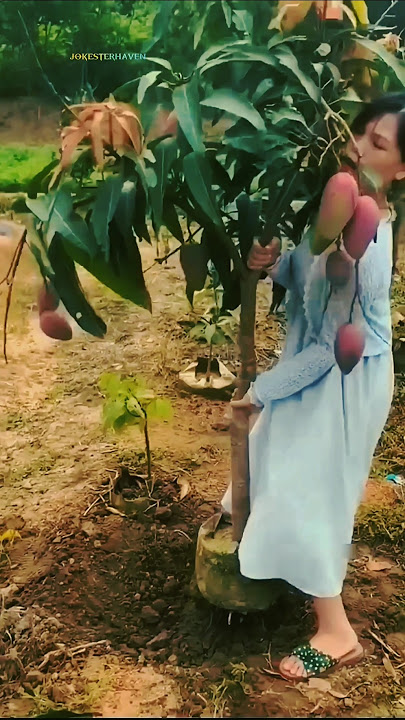 You Won’t Believe These Mangoes Have No Seeds! 🤯