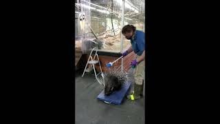 Niabi Zoo Zookeeper Operant Conditioning Session with AC Porcupines and Bri G