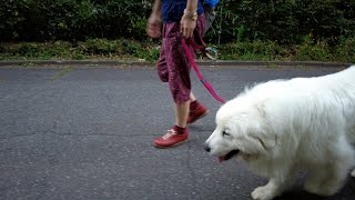 【ルンルンの裏庭】ただ散歩しているだけの動画