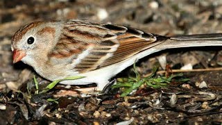 Sparrow Calls For Help Hd Video