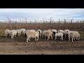 Племенные овцы черно голового Дорпера в России на Ставрополье 🐑❤🐏(2)