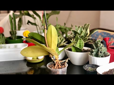 Video: Orkidelerin zarif güzellikleri: evde bakım. Phalaenopsis