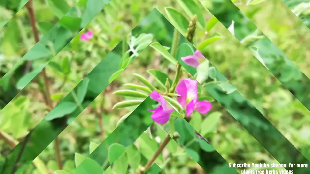 Tephrosia purpurea, Tephrosia lanceifolia, Tephrosia indigofera, Tephrosia wallichii, Common Tephros