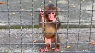 Рита, на пузе с малышом, Зинку погнала, Зинка на Шурика, Маечка на Елисея - круговорот ярости!