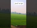 نجع عبد الرسول قصة حقيقة 