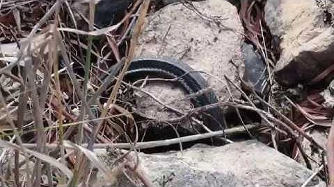 Black snake brumation in winter