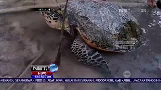 Telur Penyu di Pulau Birah Birahan Nan Cantik Habis Dicuri - NET12 screenshot 3