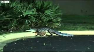 BBC News Alligator locked out of US supermarket