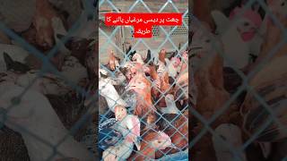 Rooftop Poultry Farming Business Secret! 🐓 چھت پر دیسی مرغیاں #shorts