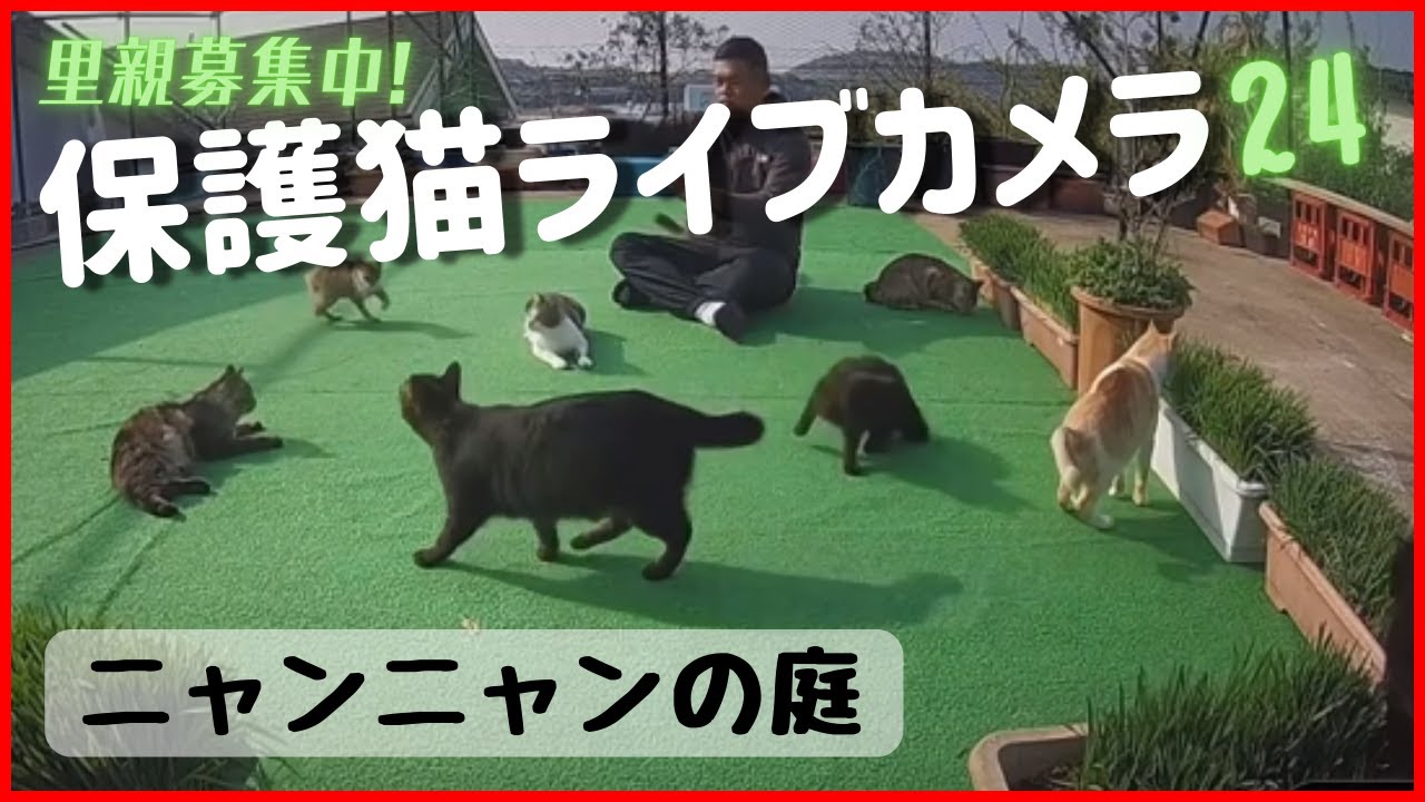 ライブ配信】🐱離島の猫たちが自由に遊ぶ庭🏝️ 小値賀島の保護猫たち