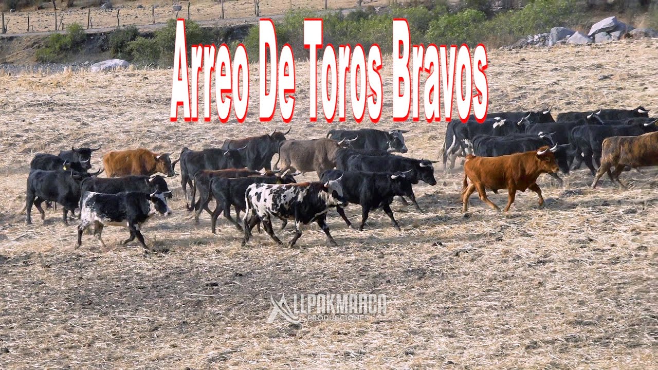 ARREO DE TOROS  ► FAM:USAQUI - GUERRERO ►  MOLLEBAMBA 2023