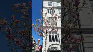 Spring afternoon in Nyhavn🇩🇰