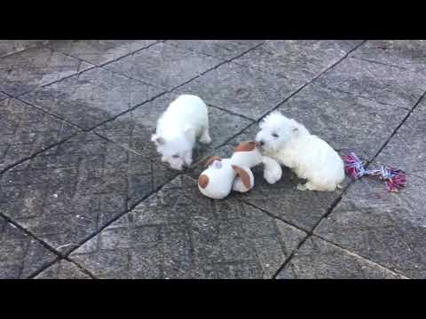 meurig kennels westies