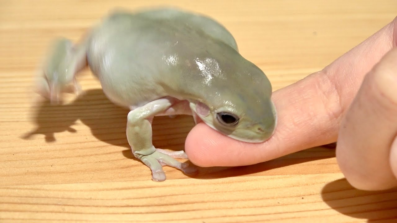 1カ月に2回しか会えない貴重なカエル むっちむちボディーに→「なんだ