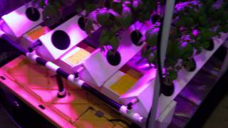 Hydroponic Basil Crop | Indoor Garden | Super Cropper 36