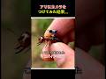 アリにカメラをつけてみた結果…