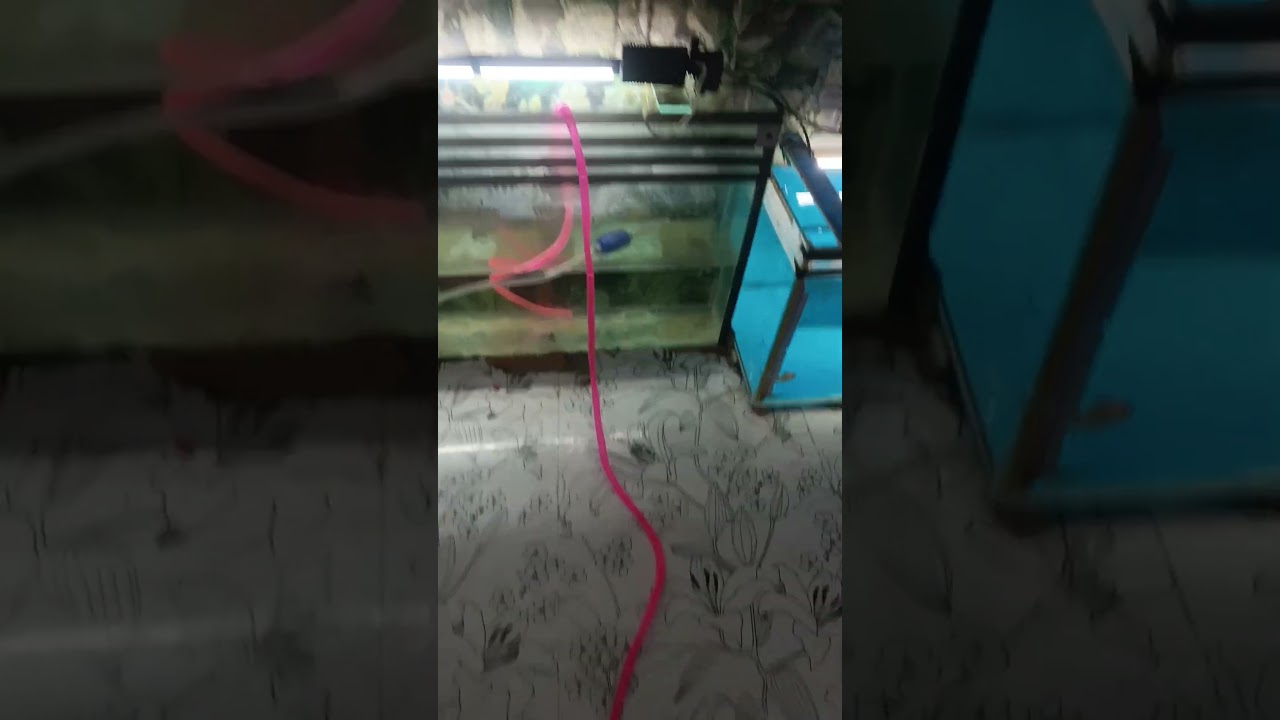 Filling 4 feet tank 🐠🐟