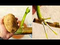 best & fast rooting method for orchid plant | growing orchids on organic hormone has a lot of roots