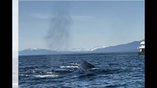 Alaska Whale Expeditions - Craigs Travel Adventures