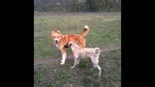 Nahuel(Pastor del Cáucaso),Aysun (Pastor de Anatolia 6 mese