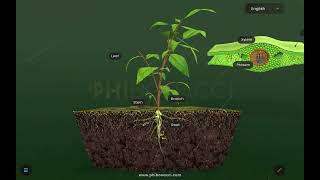 Photosynthesis - Life Processes Chapter 6 Science Learn With Phibonacci