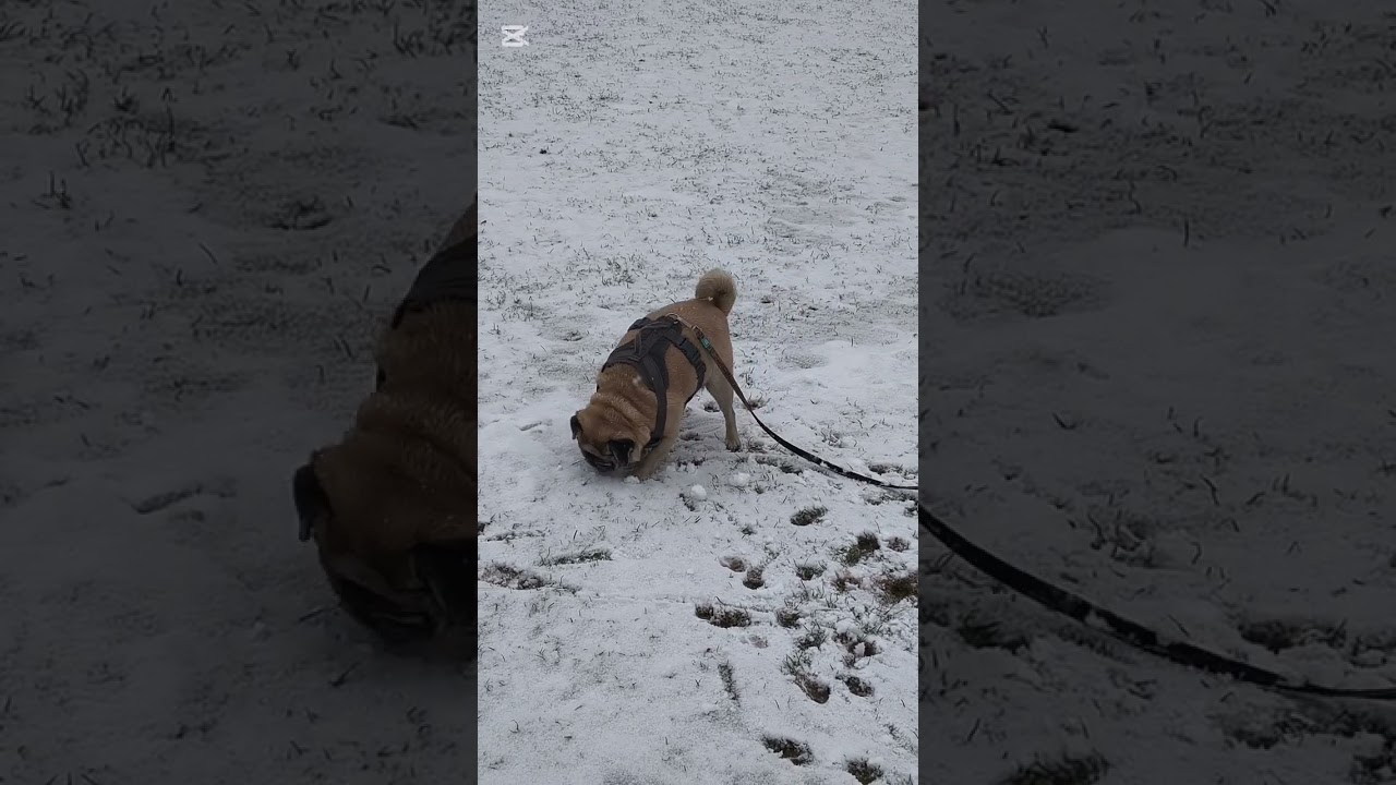 Sunday Morning Snowballs ❄️🐶💖