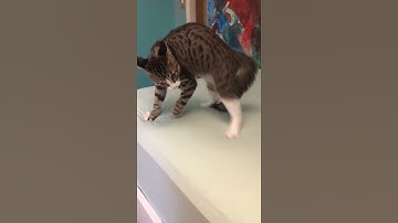 Cat on hype of catnip #shorts  #cat #cats