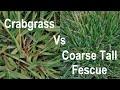 How to Identify Crabgrass In a Lawn - Crabgrass vs Coarse Tall Fescue - Organo Lawn