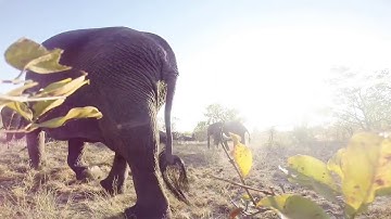 Elephants super close up - GoPro