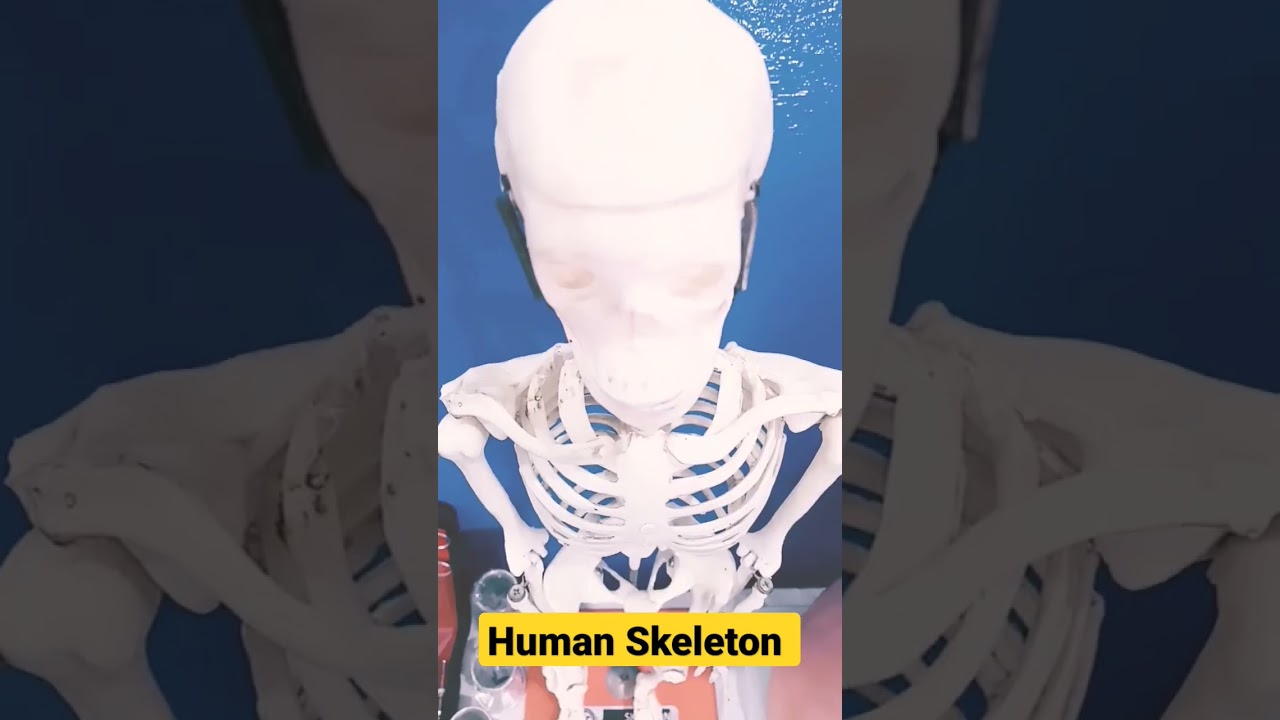 Human Skeleton demonstration 
