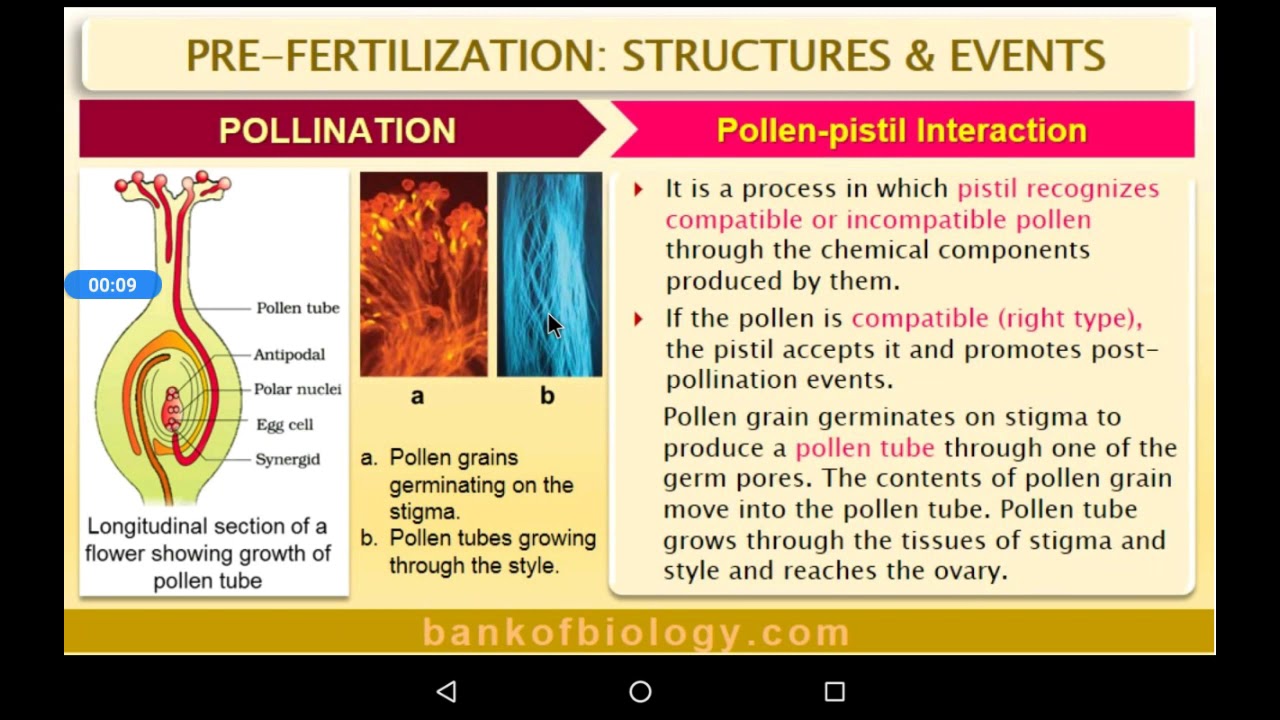 12BioSexual reproduction in flowering plantspollenpistil interaction