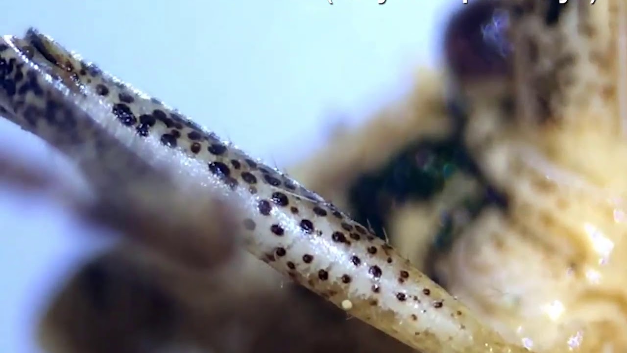 1000X Zoom USB Microscope Camera