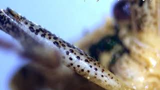 1000X Zoom USB Microscope Camera screenshot 5