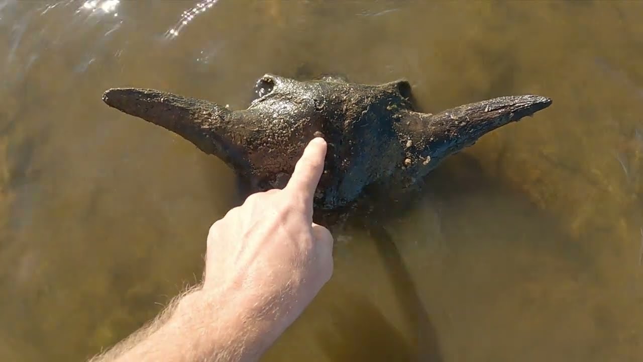 Arrowhead Hunting Breathtaking Smoker! (2022) YouTube