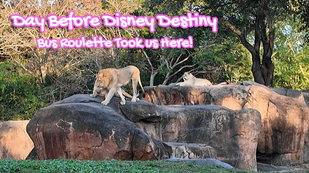 За день до круиза Disney Destiny! | Hash House A Go Go, автобусная рулетка и какой парк мы выбрали?