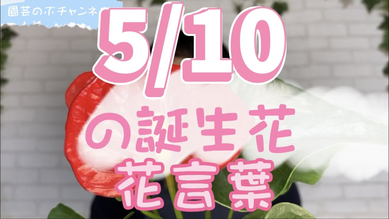 5/10の誕生花と花言葉【園芸のぶチャンネル】【5月】【10日