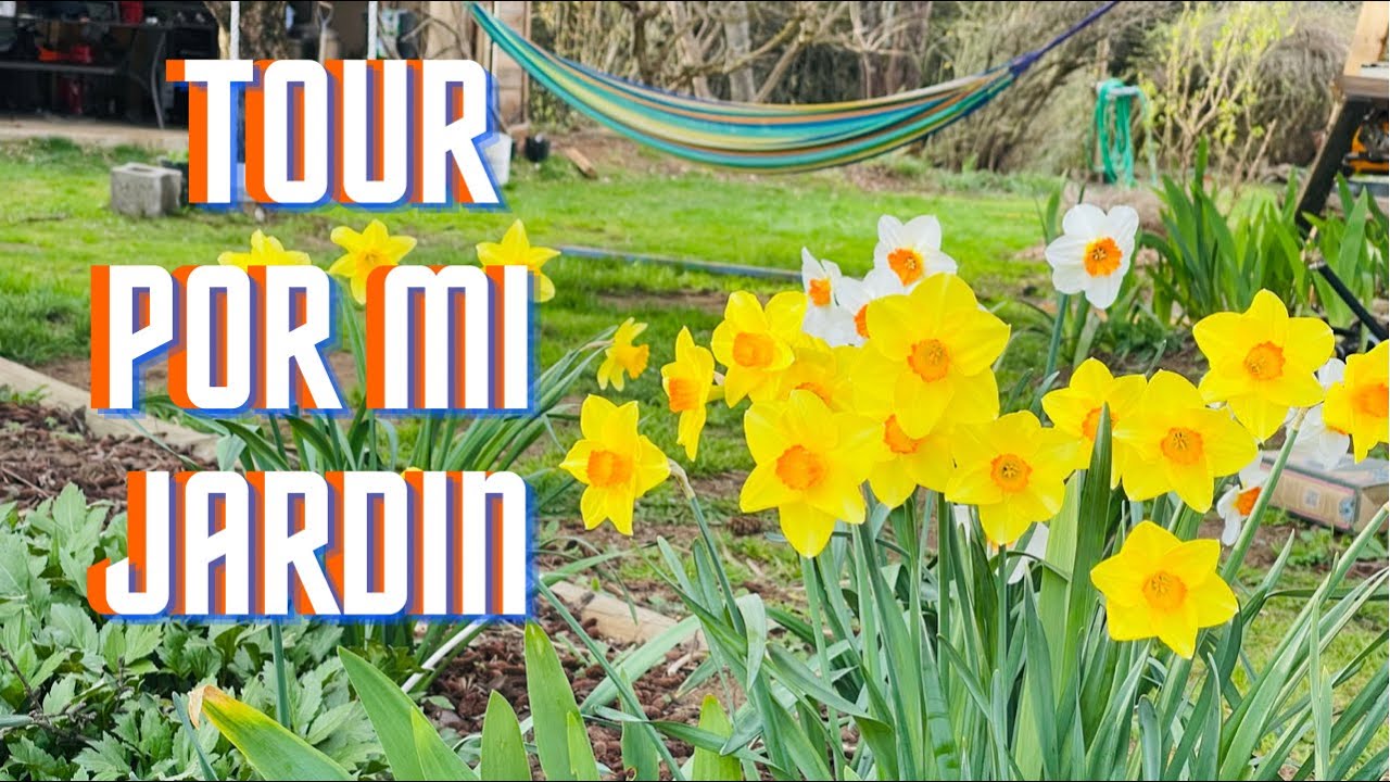 Primer Tour por mi Jardín del 2022, flores de narciso/daffodils, en plena floración