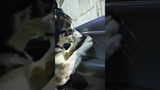 Husky engineering update: husky tried to escape the crate with unexpected plot twist #Shorts